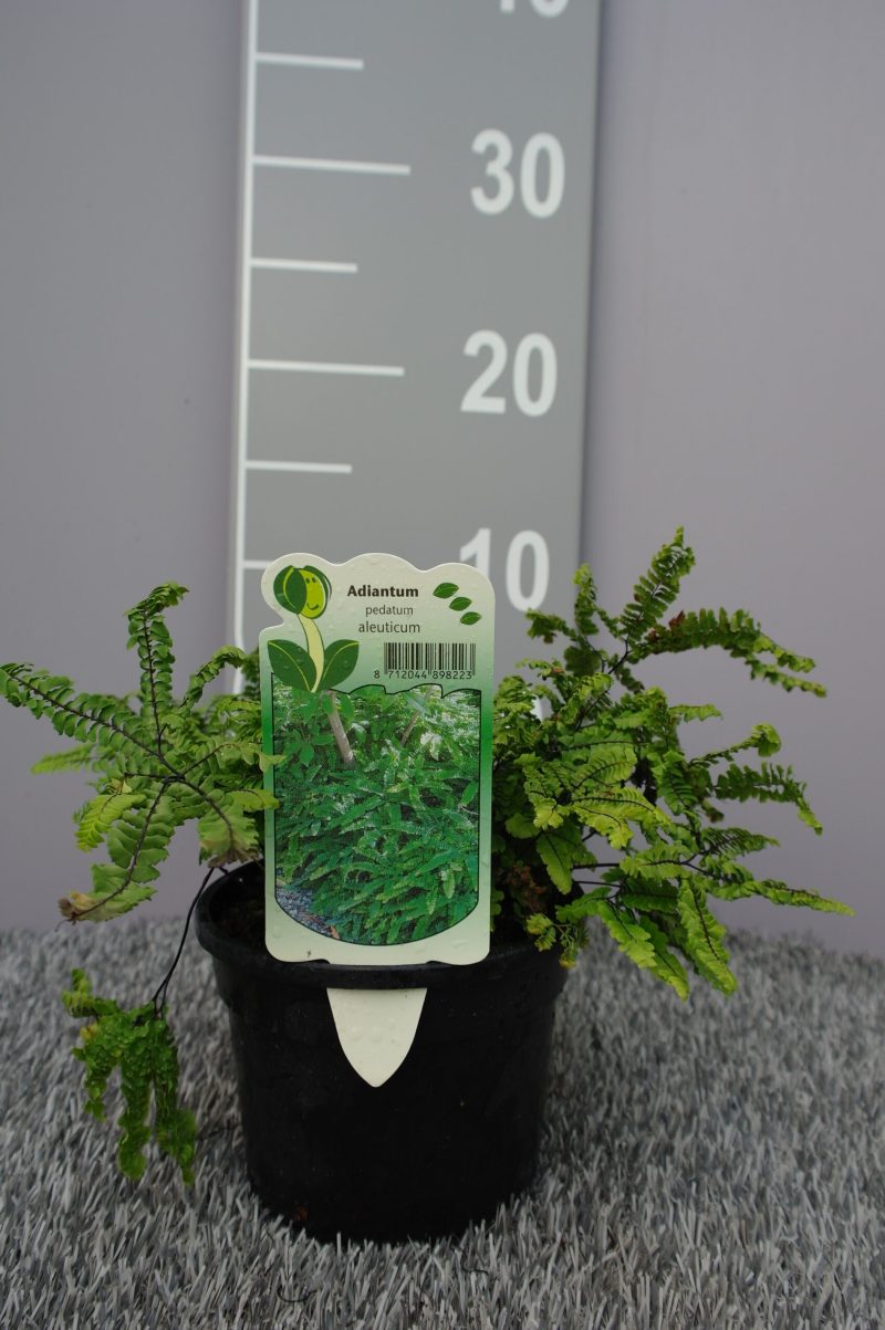 Adiantum Pedatum 'Aleuticum' - Afbeelding 2