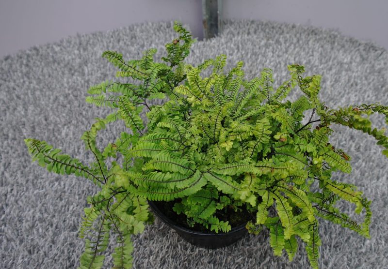 Adiantum Pedatum 'Aleuticum' - Afbeelding 3