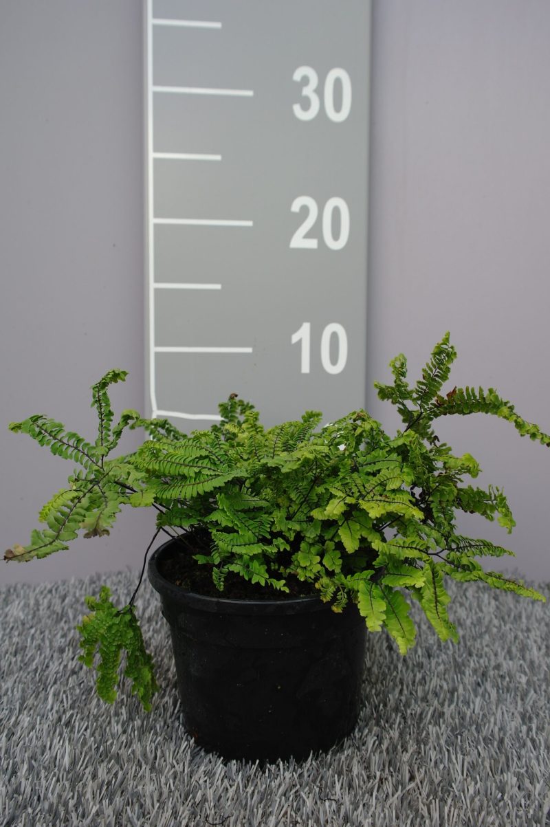 Adiantum Pedatum 'Aleuticum'