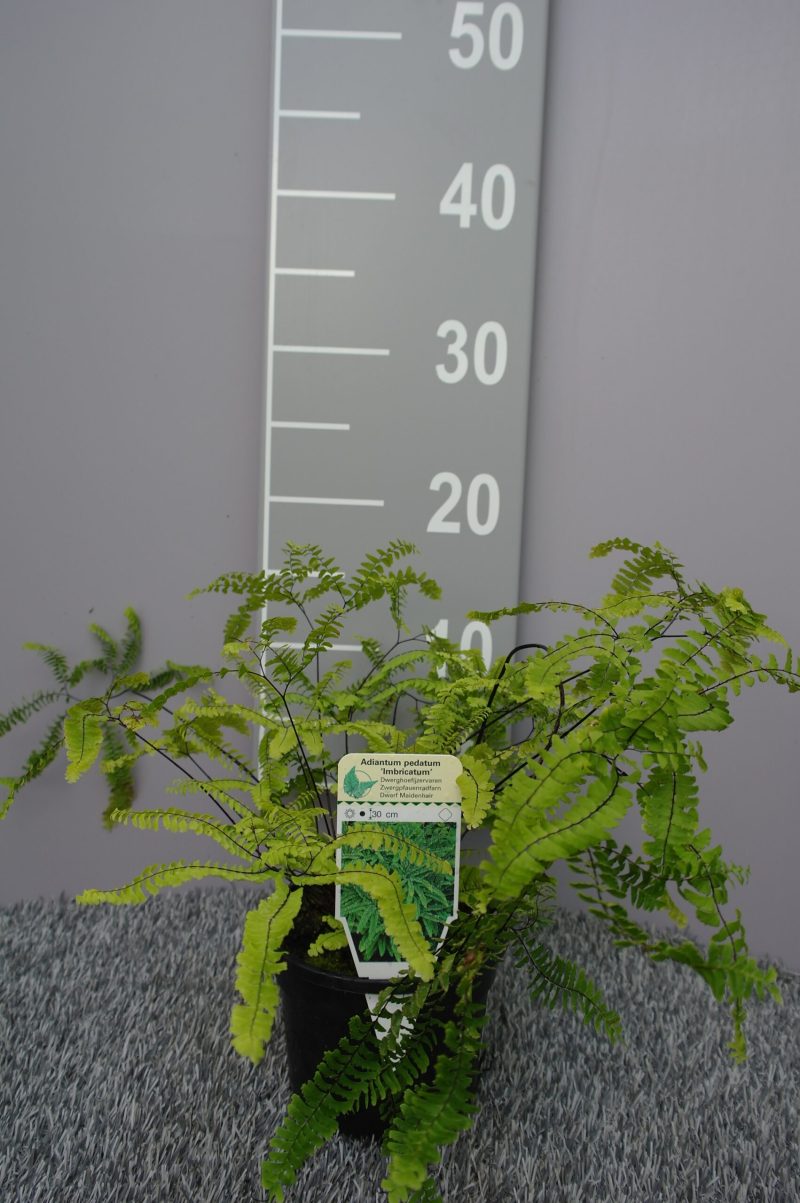 Adiantum Pedatum 'Imbricatum' - Afbeelding 2