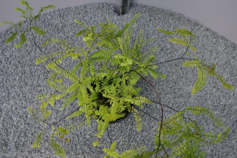 Adiantum Pedatum 'Imbricatum' - Afbeelding 3