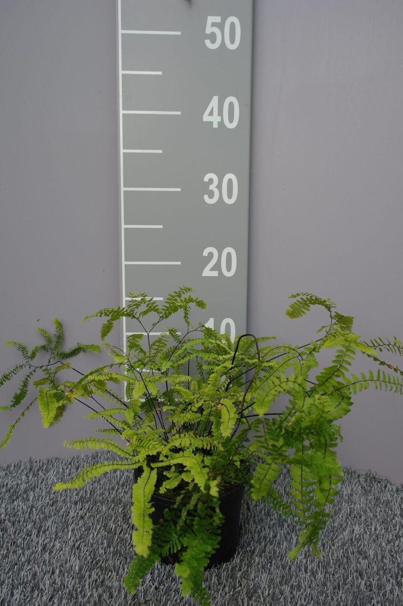 Adiantum Pedatum 'Imbricatum'