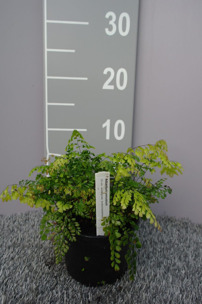 Adiantum Venustum - Afbeelding 2