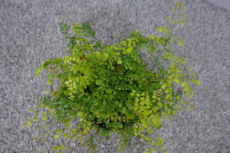 Adiantum Venustum - Afbeelding 3