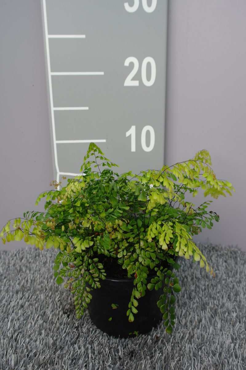 Adiantum Venustum