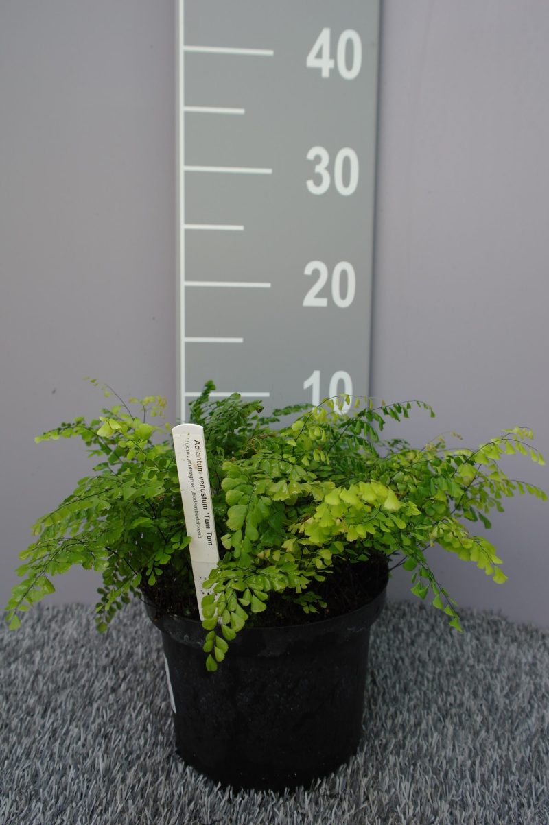 Adiantum Venustum 'Tum Tum' - Afbeelding 2