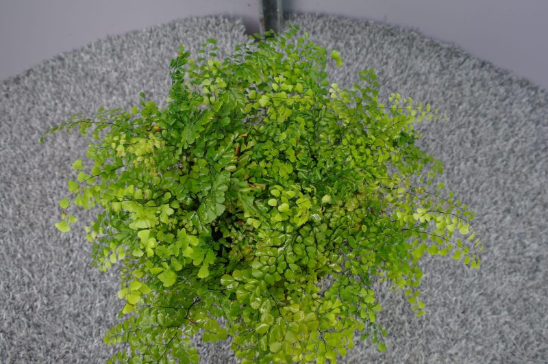 Adiantum Venustum 'Tum Tum' - Afbeelding 3