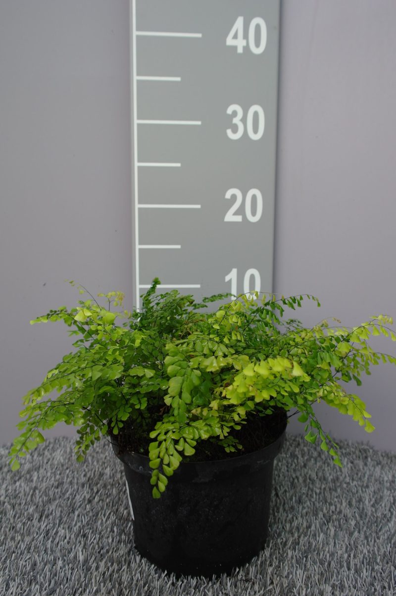 Adiantum Venustum 'Tum Tum'