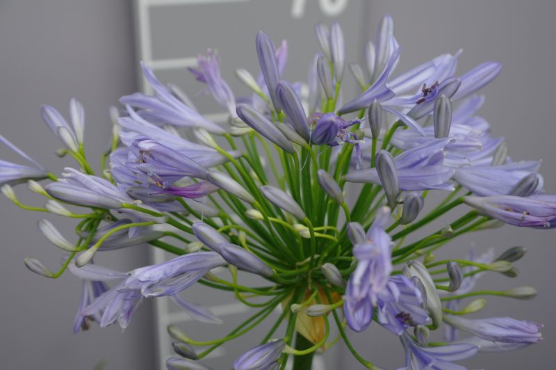 Agapanthus 'Blue Infinity' - Afbeelding 2