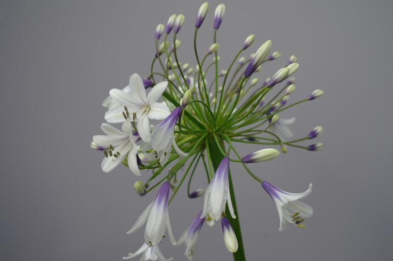 Agapanthus 'Fireworks' - Afbeelding 3