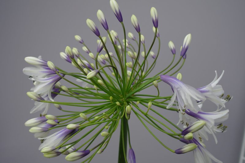Agapanthus 'Fireworks' - Afbeelding 2
