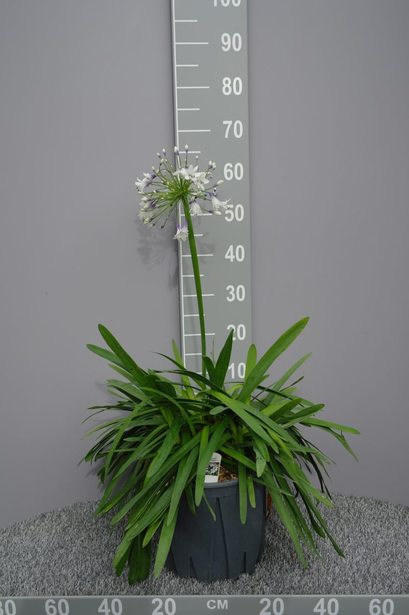 Agapanthus 'Fireworks'