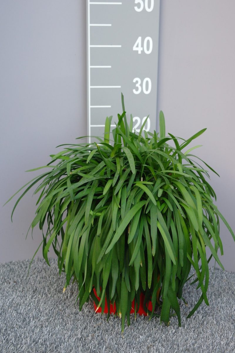 Agapanthus 'Peter Pan'