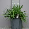 Agapanthus 'Pitchoune white'