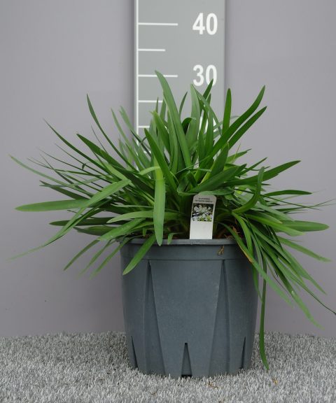 Agapanthus 'Pitchoune white'