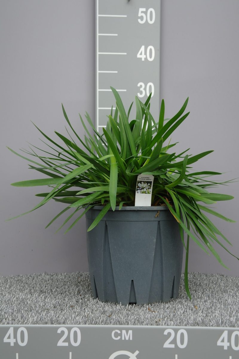Agapanthus 'Pitchoune white'