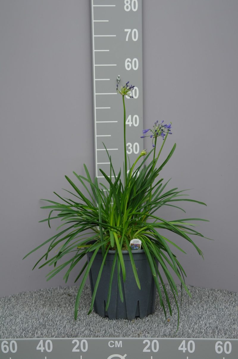 Agapanthus 'Lapis Lazuli'