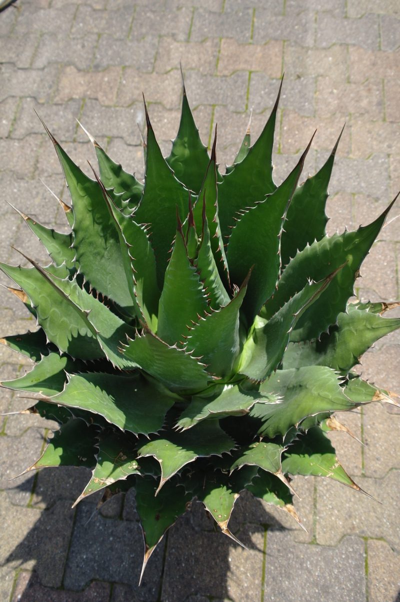 Agave Montana - Afbeelding 2