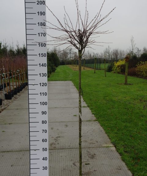 Amelanchier Ovalis 'Helvetia'