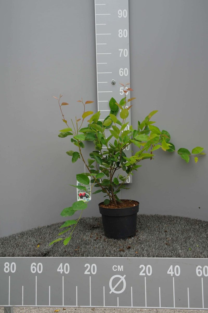 Amelanchier Lamarckii