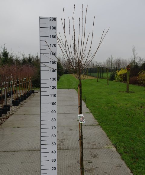 Amelanchier Arborea 'Robin Hill'