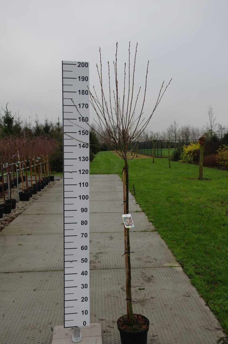 Amelanchier Arborea 'Robin Hill'