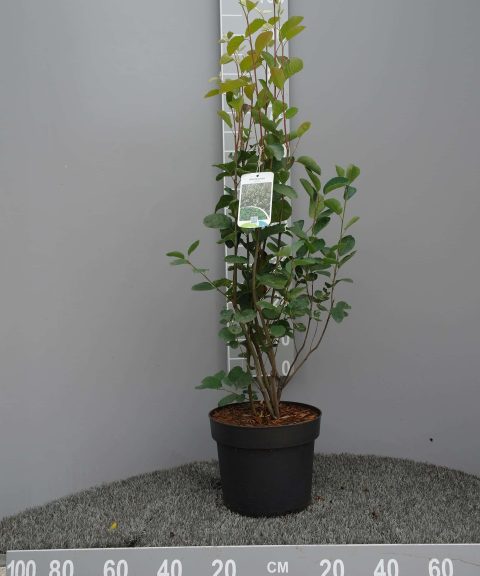 Amelanchier Spicata