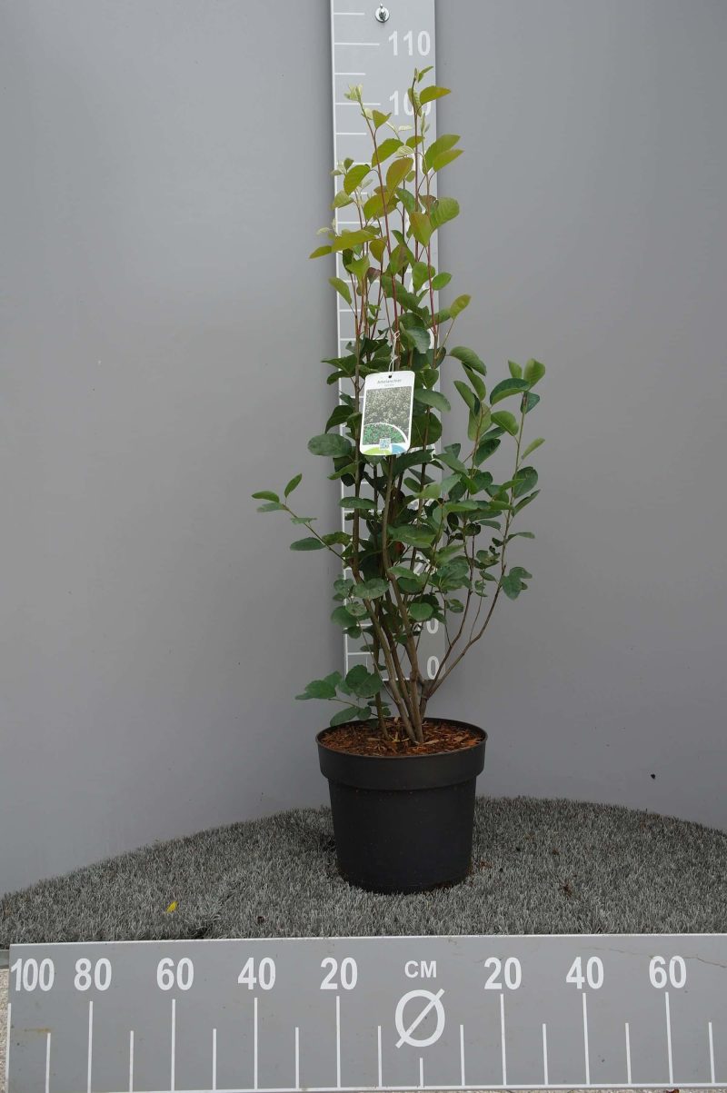 Amelanchier Spicata