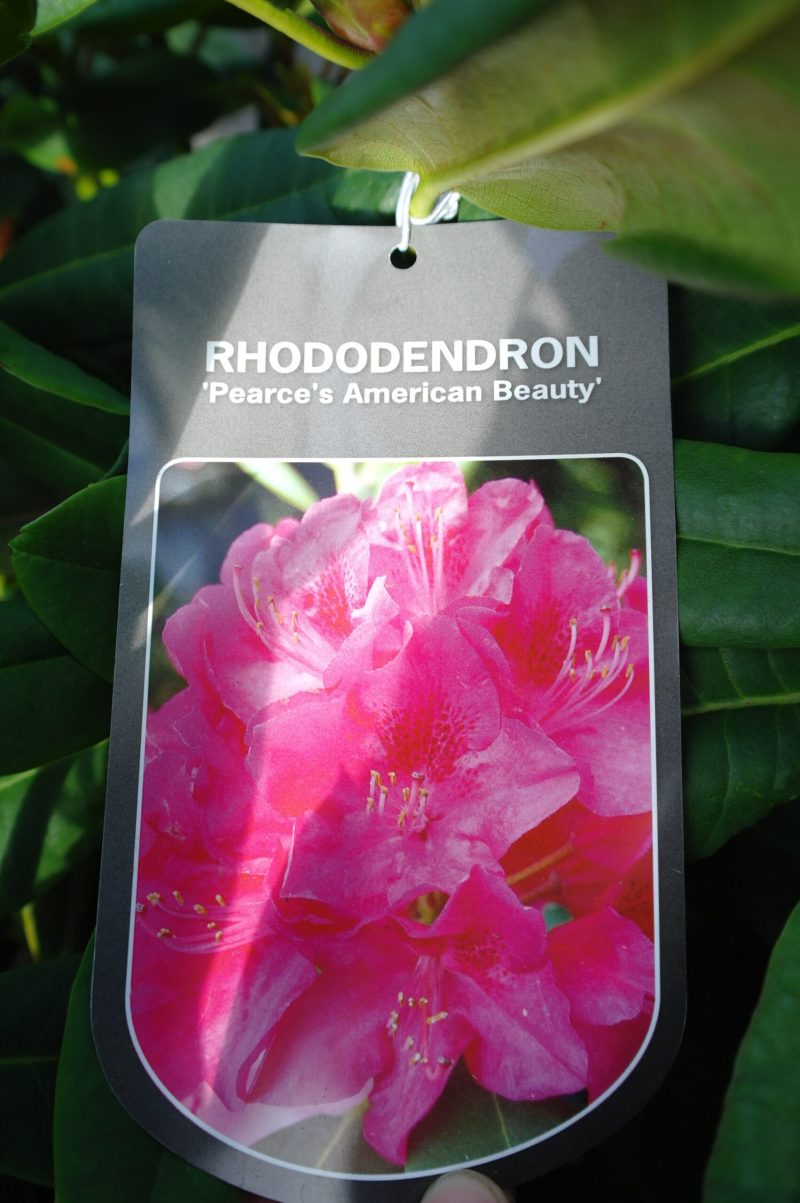 Rhododendron 'American Beauty' donker roze - Afbeelding 2