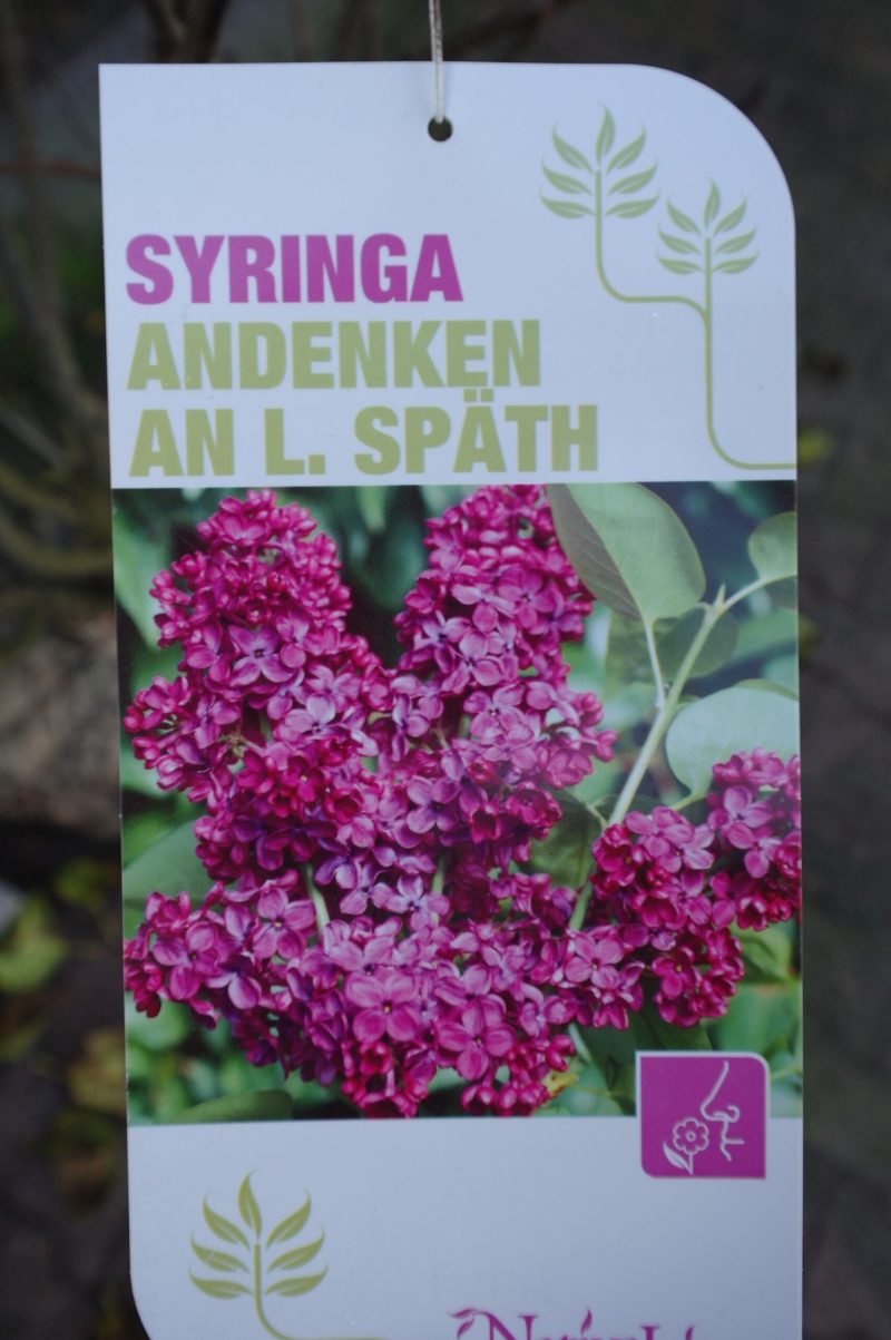 Sering vulgaris 'Andenken an Ludwig Spath' - Afbeelding 2