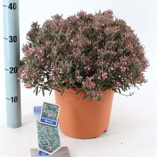 Andromeda Polifolia 'Blue Ice'