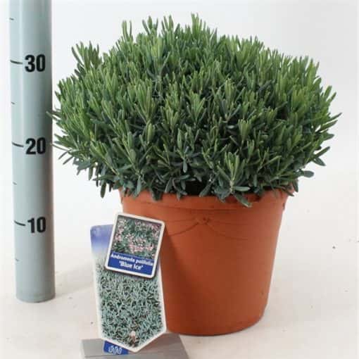 Andromeda Polifolia 'Blue Ice' - Afbeelding 3