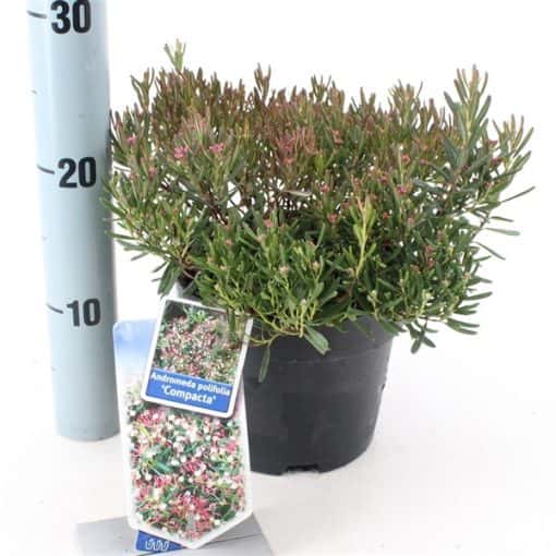 Andromeda Polifolia 'Compacta' - Afbeelding 2
