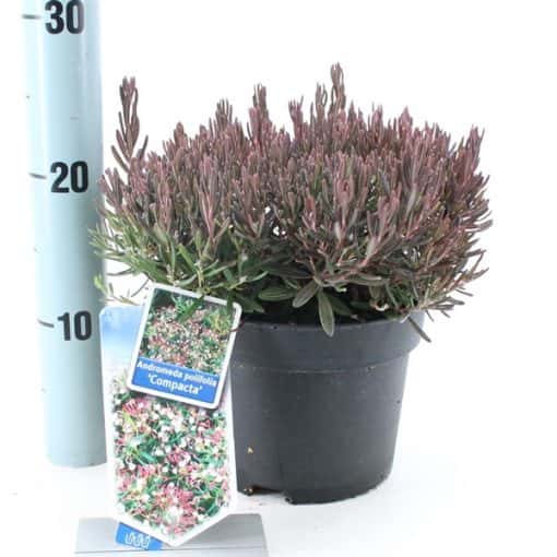 Andromeda Polifolia 'Compacta'