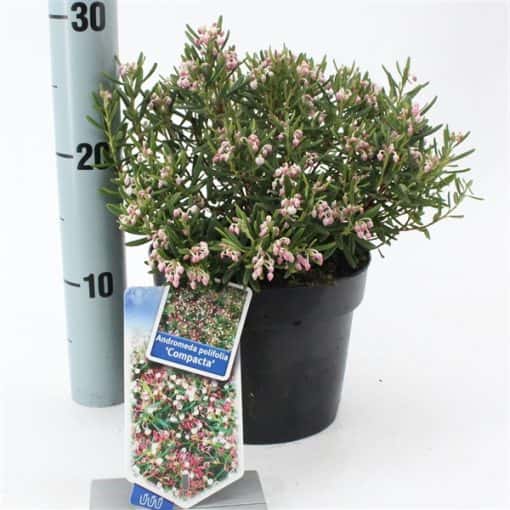 Andromeda Polifolia 'Compacta' - Afbeelding 4
