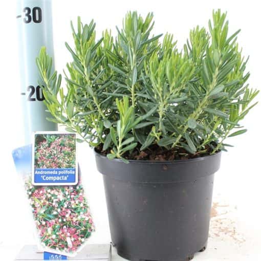 Andromeda Polifolia 'Compacta' - Afbeelding 3