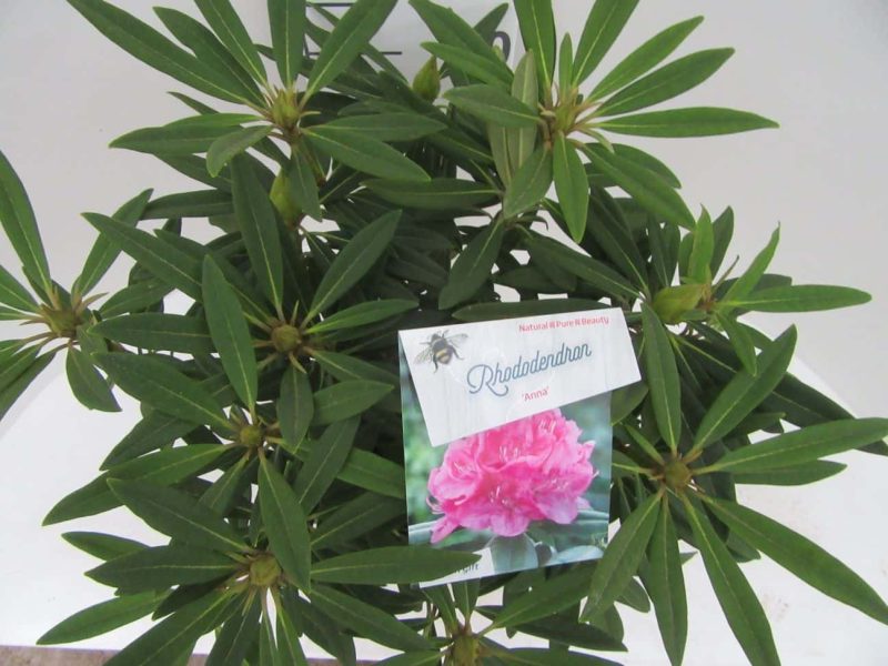 Rhododendron 'Anna' roze - Afbeelding 2