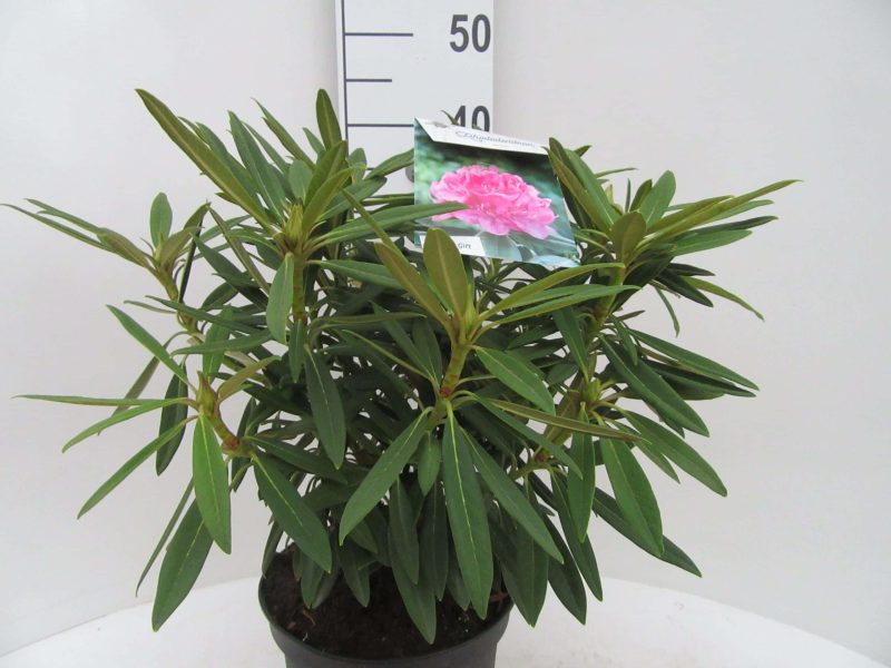 Rhododendron 'Anna' roze