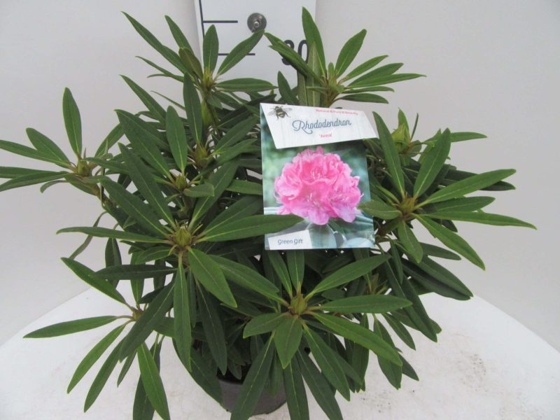 Rhododendron 'Anna' roze - Afbeelding 3