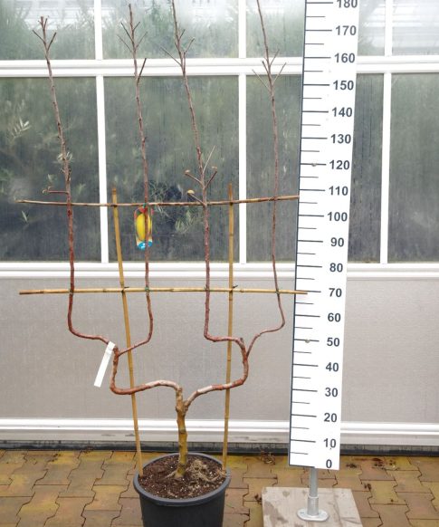 Malus Elstar - Dubbele U appelboom