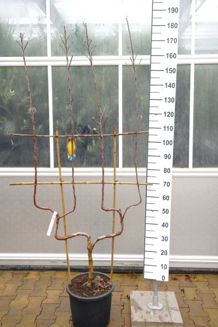 Malus Fuji - dubbele U appelboom