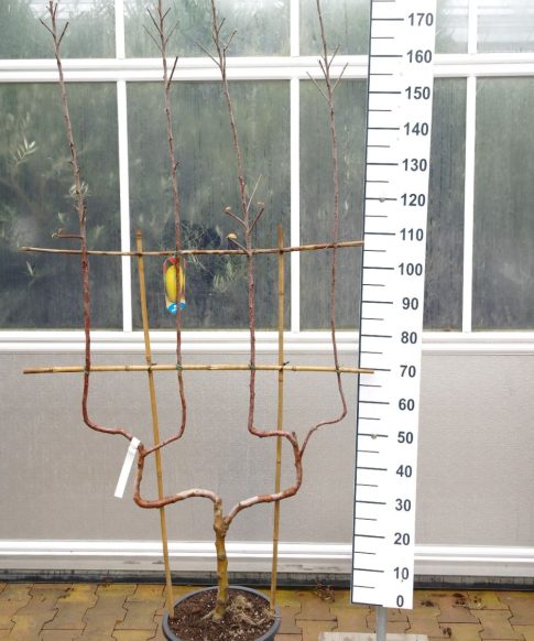 Malus Fuji - dubbele U appelboom