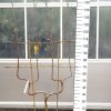 Malus Golden Delicious - Dubbele u appelboom
