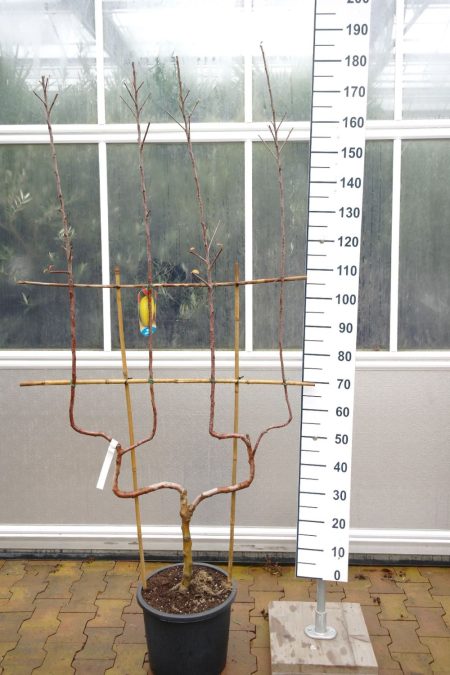 Malus Golden Delicious - Dubbele u appelboom