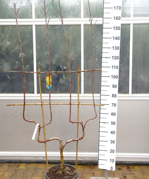 Malus Golden Delicious - Dubbele u appelboom