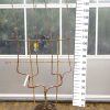 Malus Jonagold - Dubbel U appelboom