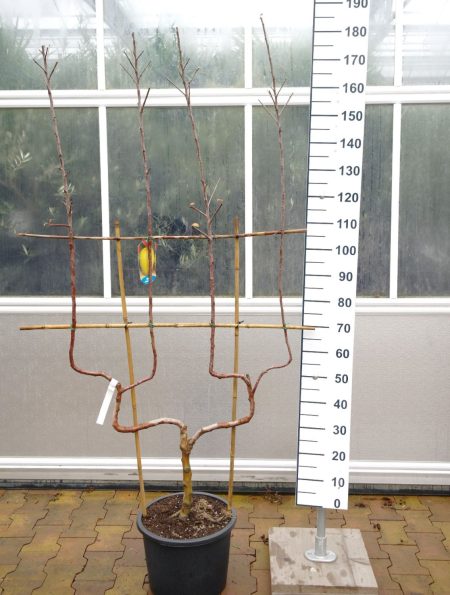 Malus Jonagold - Dubbel U appelboom