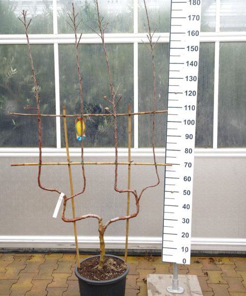 Malus Jonagold - Dubbel U appelboom