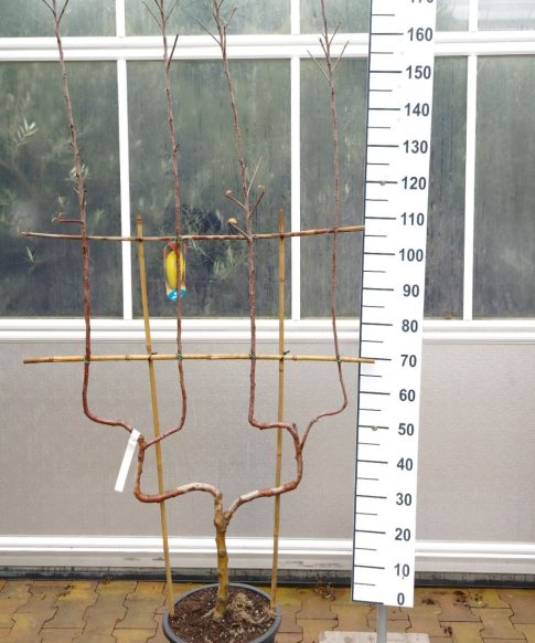 Malus Goudreinet  'Schone van Boskoop' - Dubbele U appelboom