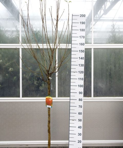 Malus Elstar - Appelboom